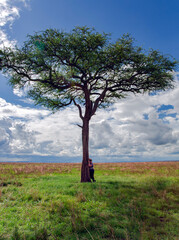 A traveler stands near a lonely acacia tree in the open savannah Masai Mara, Kenya, Africa