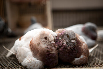 two mealy color  homing pigeon relaxing in home loft