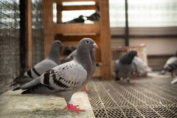 checker color feather of juvenile homing pigeon standing in home loft