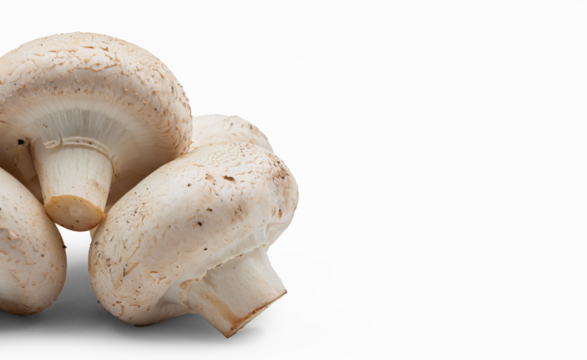 Natural white mushrooms on isolated background, lying in a pile. PNG. Horizontal. Background. For text. Photo in high quality