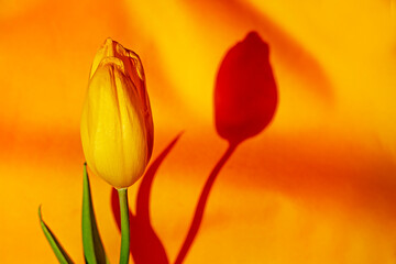 one yellow tulip on a yellow background lit by the sun. mother's day, women's day