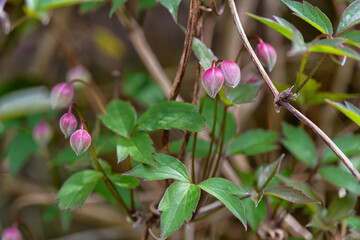 Beautiful Clematis Montana in garden
