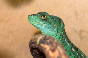 Basilisk helmeted in a terrarium. close-up. macro.