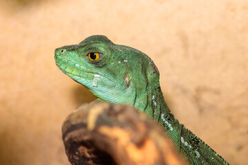 Basilisk helmeted in a terrarium. close-up. macro.