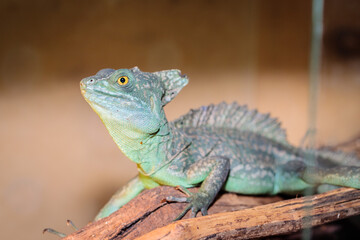 Fototapeta premium Basilisk helmeted in a terrarium. close-up. macro.