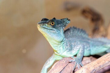 Basilisk helmeted in a terrarium. close-up. macro.