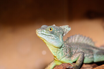 Basilisk helmeted in a terrarium. close-up. macro.