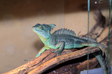 Basilisk helmeted in a terrarium. close-up. macro.