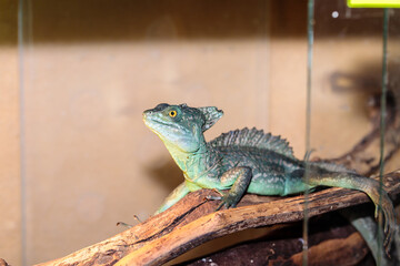 Basilisk helmeted in a terrarium. close-up. macro.