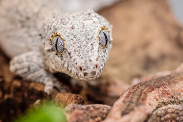 spotted white eublefar in the terrarium. close-up. macro.