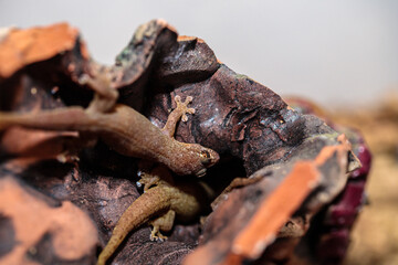 gecko in the terrarium. close-up. macro.