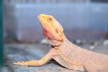 bearded dragon in a terrarium. close-up. macro.