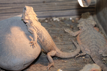 bearded dragon in a terrarium. close-up. macro.