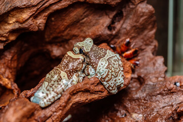 frog harlequin tree frog in the terrarium. close-up. macro.