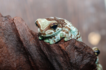 frog harlequin tree frog in the terrarium. close-up. macro.