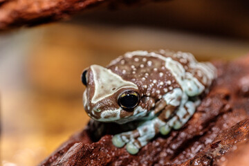 frog harlequin tree frog in the terrarium. close-up. macro.
