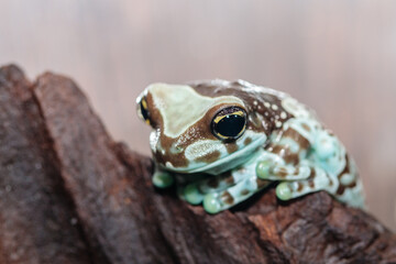 frog harlequin tree frog in the terrarium. close-up. macro.