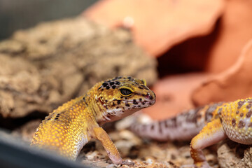 gecko in the terrarium. close-up. macro.