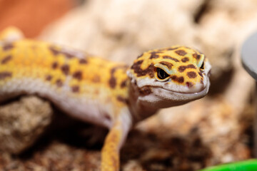 gecko in the terrarium. close-up. macro.