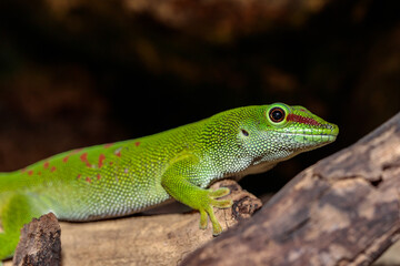 Naklejka na ściany i meble Madagascar day gecko in a terrarium. close-up. macro.