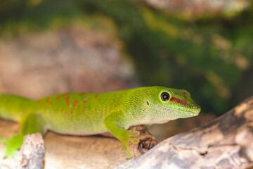 Madagascar day gecko in a terrarium. close-up. macro.
