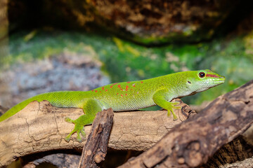 Madagascar day gecko in a terrarium. close-up. macro.