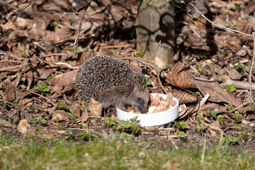 Little cute hedgehog eating cat food out of a white bowl in the garden