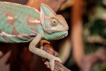 Yemeni chameleon in a terrarium. close-up. macro.