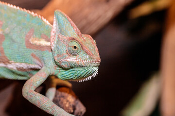 Yemeni chameleon in a terrarium. close-up. macro.