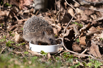 Little cute hedgehog eating cat food out of a white bowl in the garden © Sebastian