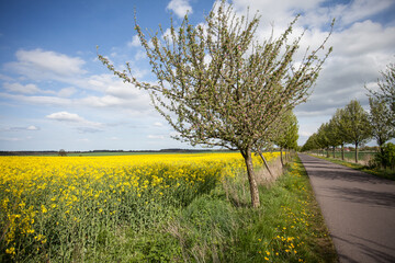 Apple Tree Alley And Rapeseed Filed - 581720464