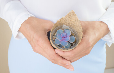 A woman in a white blouse holds in her hands a small pot of Echeveria Perle von Nuremberg in burlap