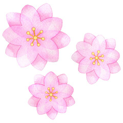 八重咲きの桃の花のイラスト