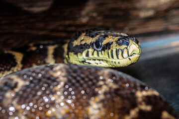boa constrictor in the terrarium. close-up. macro.