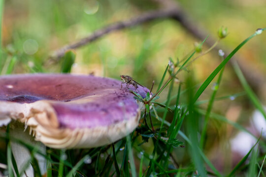 mushrooms in their habitat