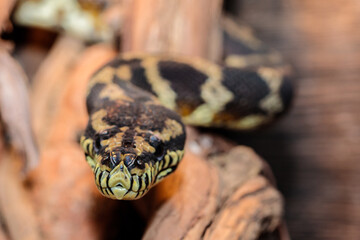 boa constrictor in the terrarium. close-up. macro.