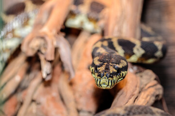 boa constrictor in the terrarium. close-up. macro.