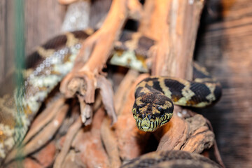 boa constrictor in the terrarium. close-up. macro.
