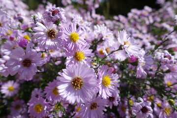 Fully opened light pink flowers of Michaelmas daisies in October