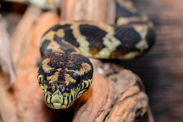 boa constrictor in the terrarium. close-up. macro.
