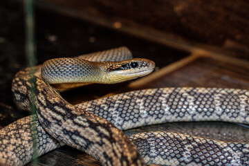 snake in a terrarium. close-up. macro.