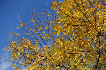 Sky and branches of Fraxinus pennsylvanica  with amber yellow autumnal foliage in October