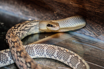 snake in a terrarium. close-up. macro.