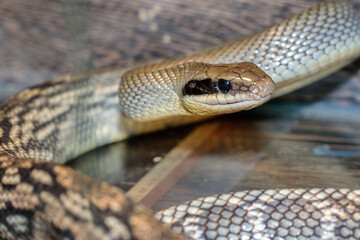 snake in a terrarium. close-up. macro.