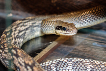 snake in a terrarium. close-up. macro.