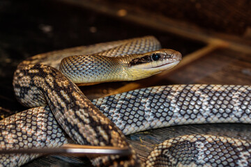 snake in a terrarium. close-up. macro.