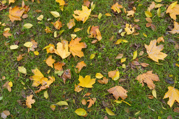 Orange, yellow and brown fallen leaves on green grass from above in mid November