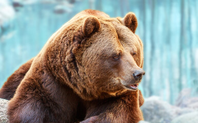 Brown bear close-up, wild animal in nature in natural habitat. Portrait of a bear on a blue background.
