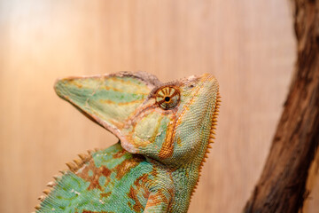 Yemeni chameleon in a terrarium. close-up. macro.