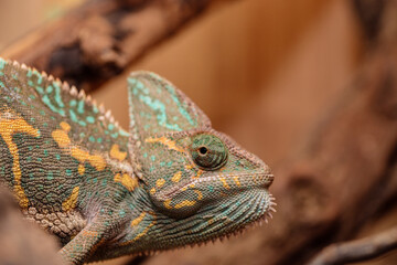 Fototapeta premium Yemeni chameleon in a terrarium. close-up. macro.